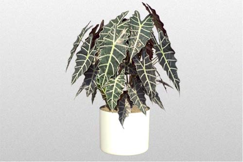 Alocasia