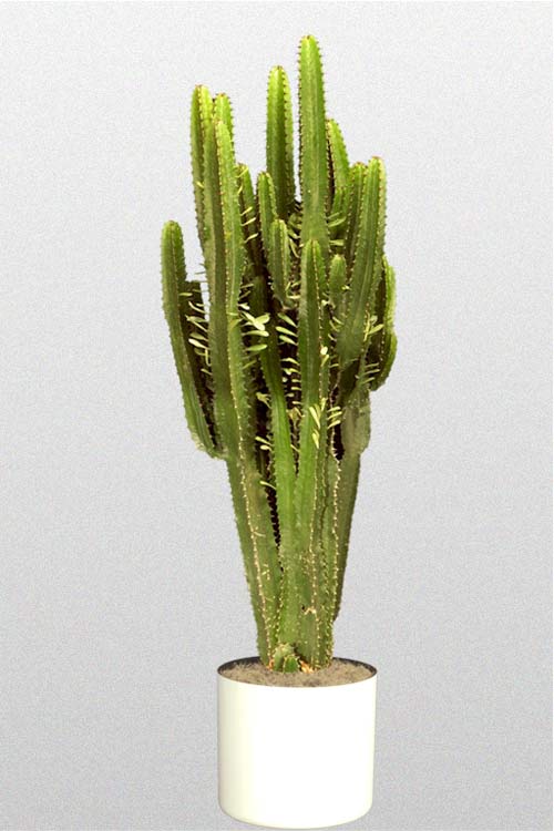 Cactus  Euphorbiaa