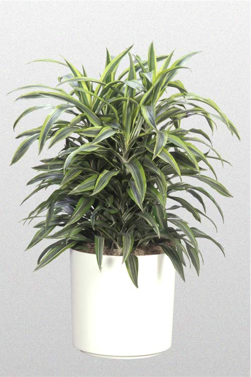 Dracaena Warneckil Lemon Lime Bush