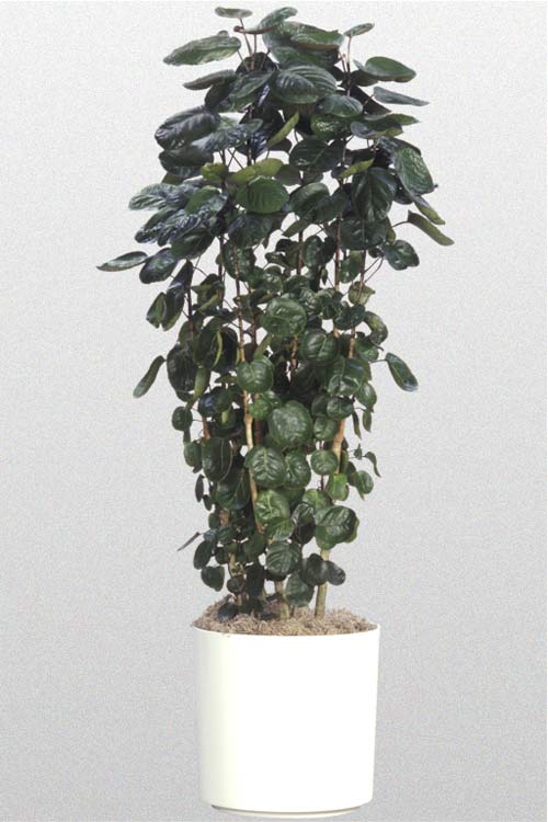 Fabian Aralia