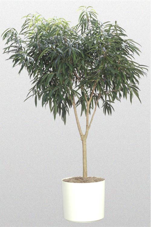 Ficus Alil - Standard
