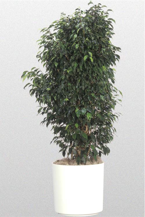 Ficus Benjamina Midnight Bush