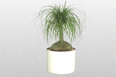 Ponytail Palm