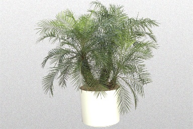 Pygmy Date Palm