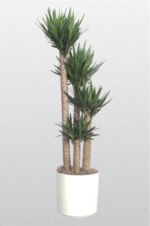 Yucca Spineless Cane