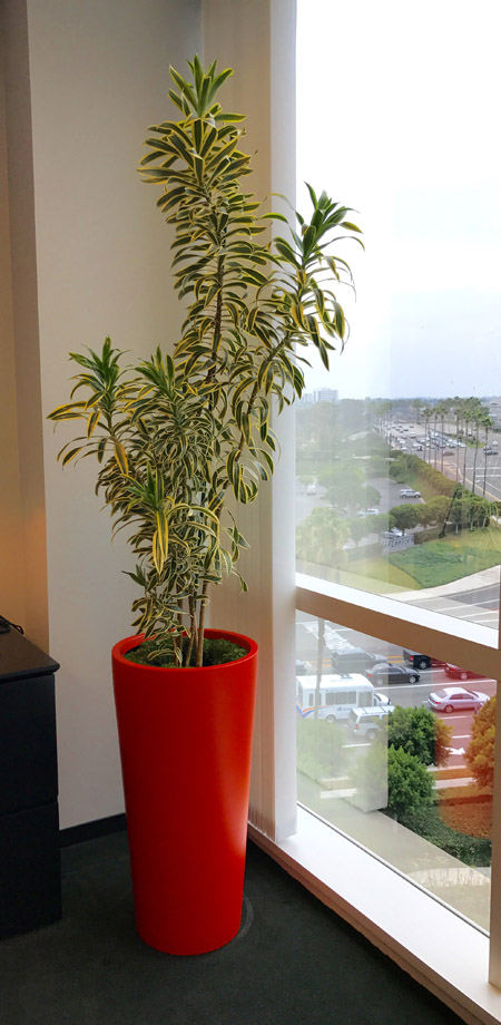 best plants for office spaces