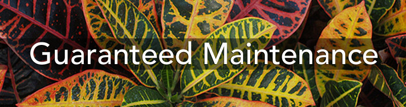 guaranteed plant care maintenance, office plants, commercial, residential