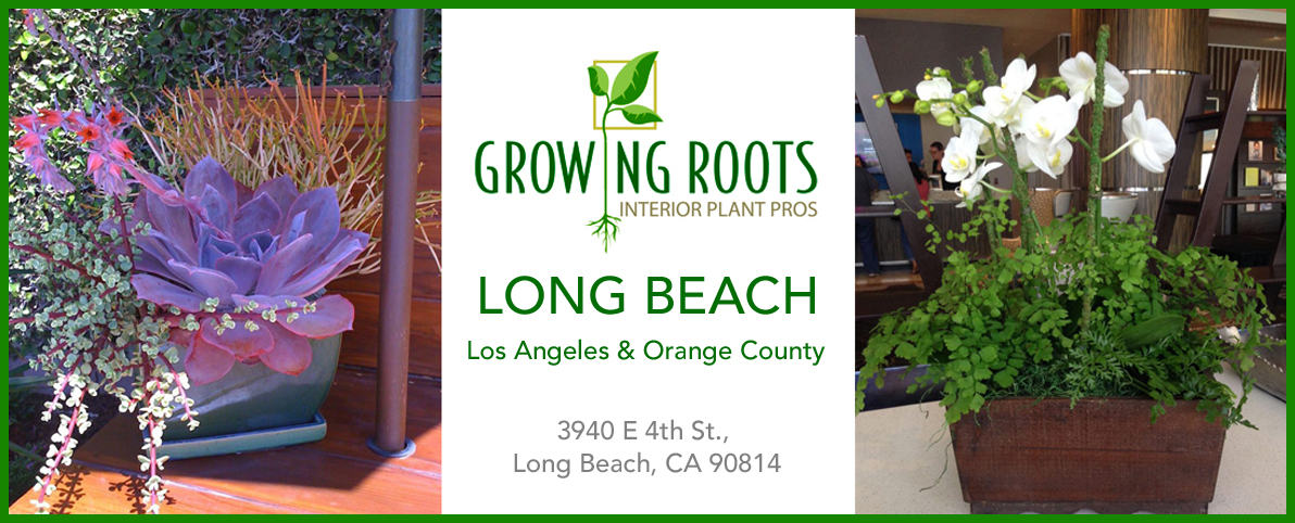 Growing Roots Long Beach Specializes In Acclimated Indoor