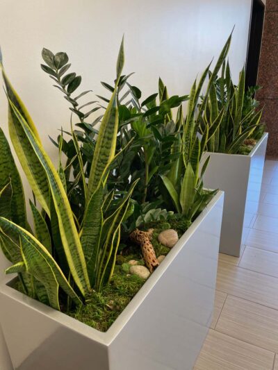 combining interior plants, Sanseveria, decorative plant containers