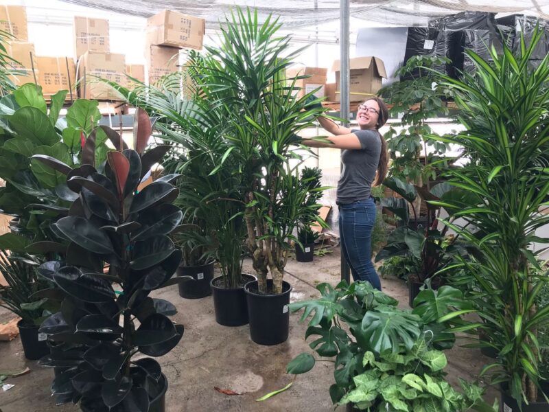 interior plant care professional at Growing Roots, Long Beach
