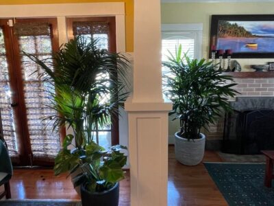 how to care for indoor plants