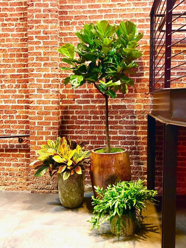 best indoor plants and plant care services