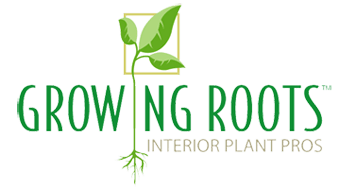 professional indoor plantcare, Growing Roots, Long Beach, CA