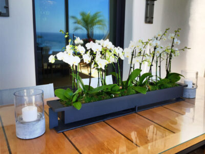 arrange indoor plants like a pro