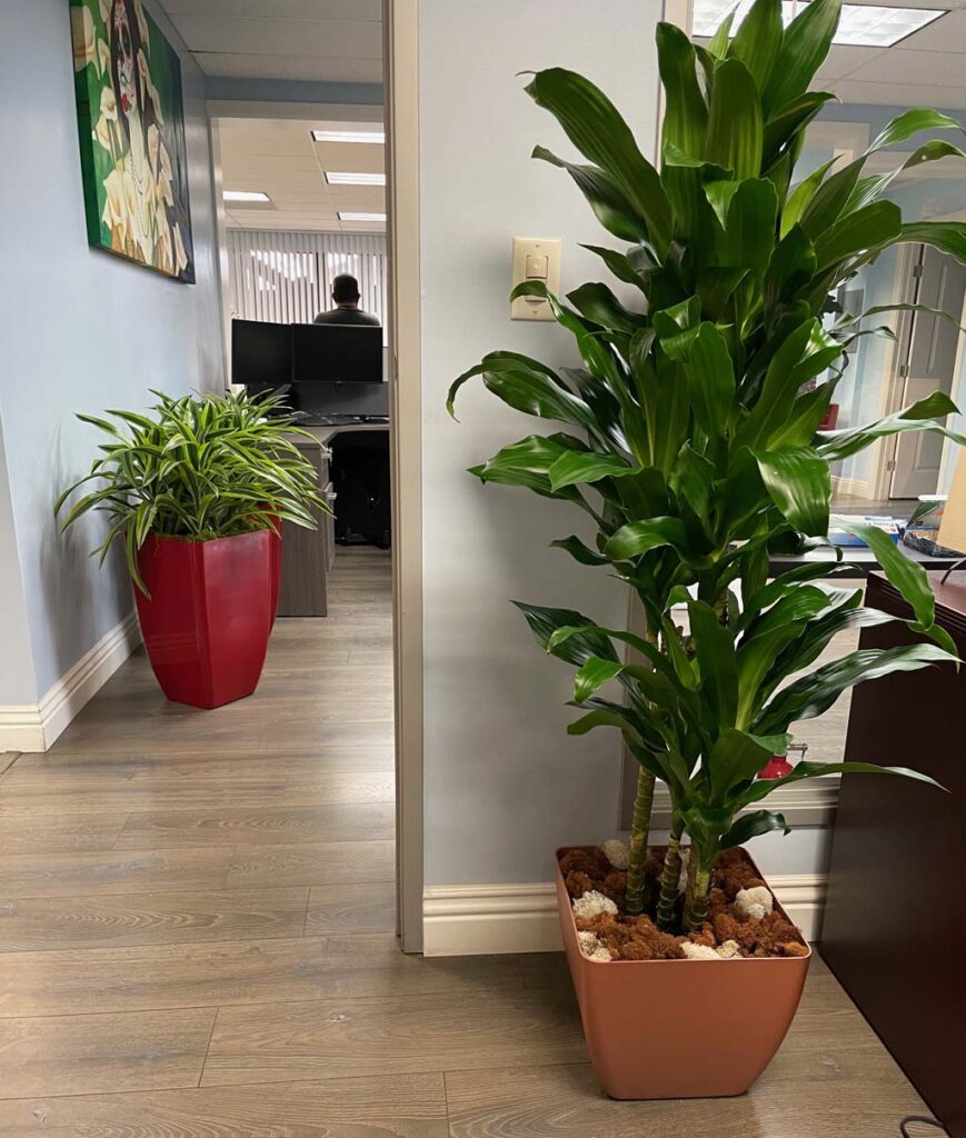 indoor trees, statement trees, office plants