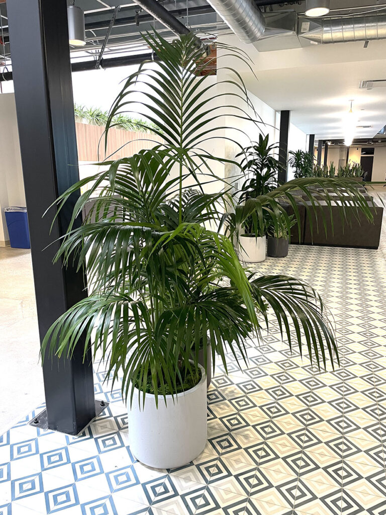 indoor plant rentals