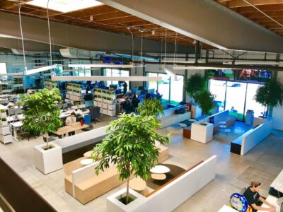 park-like plant arrangement in office space