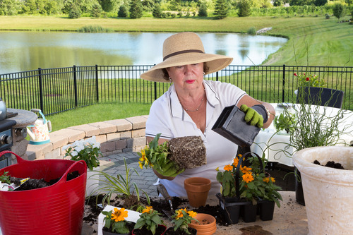 repotting indoor plants