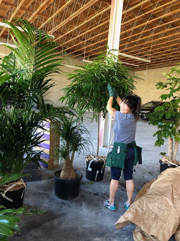 indoor plant care professionals