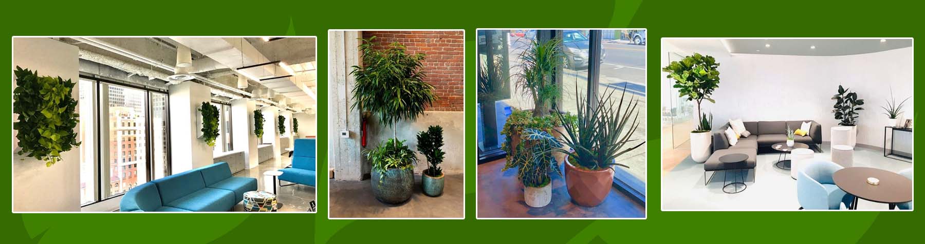 indoor plant care professionals, Full-service plant care