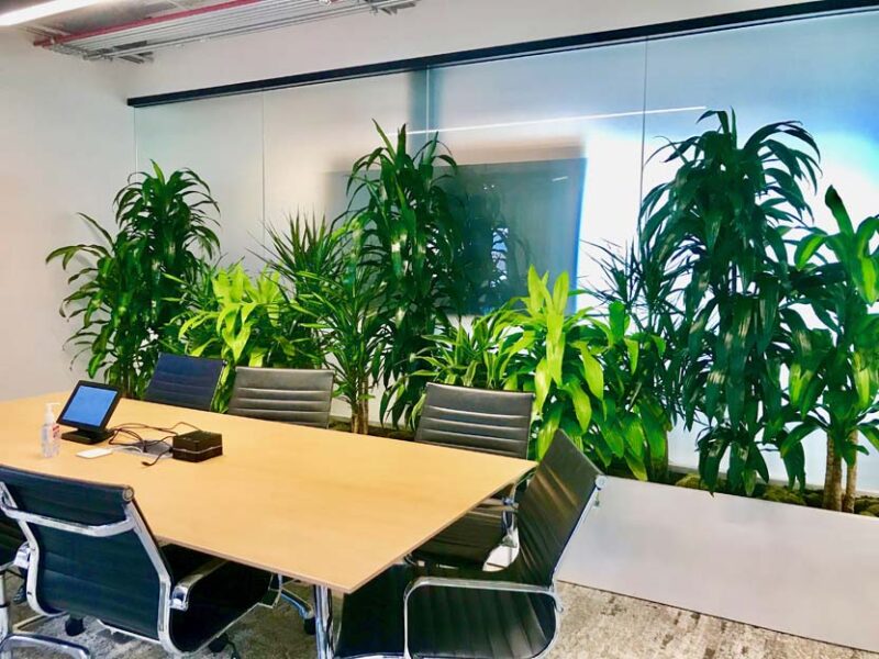 interior plants for a conference room, professional installation