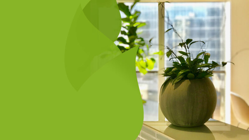 Residential and Commercial Interior Plant Care Professionals