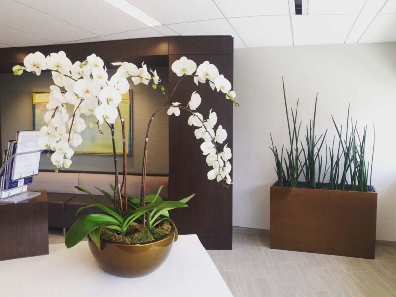 orchids placed in reception area