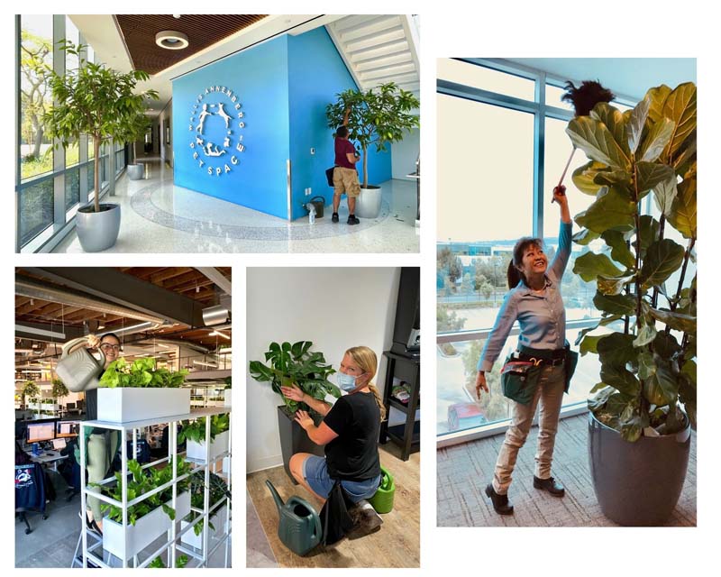 professional indoor plant maintenance