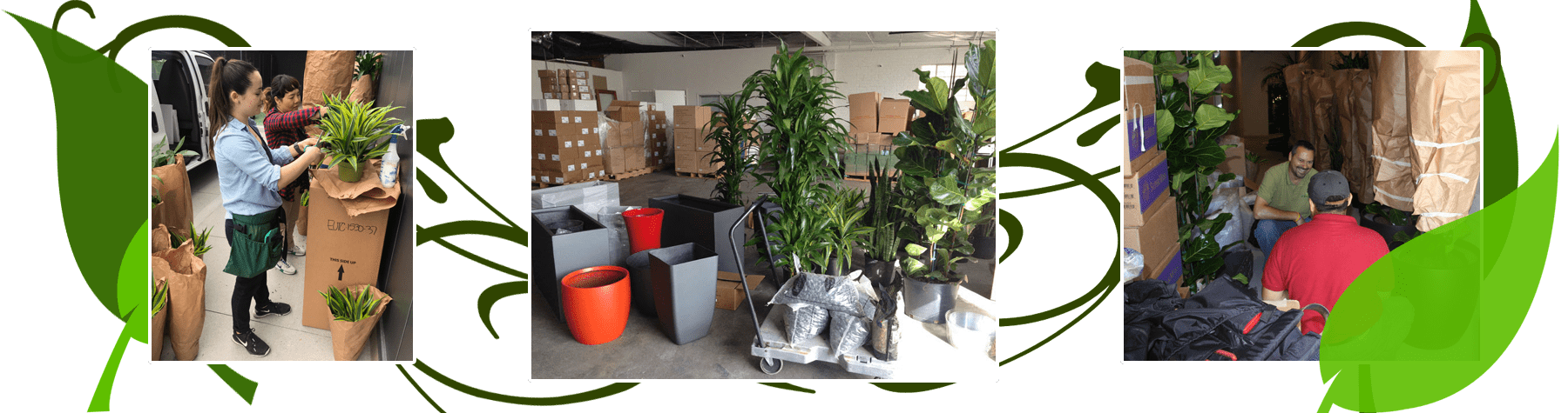 Growing Roots indoor plants installation and services. Long Beach, CA