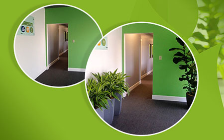 interior plant arrangements by professional indoor plant care pros - before and after photos
