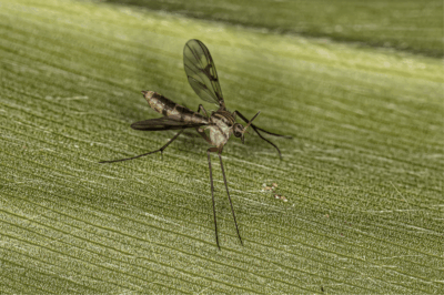 fungas gnats