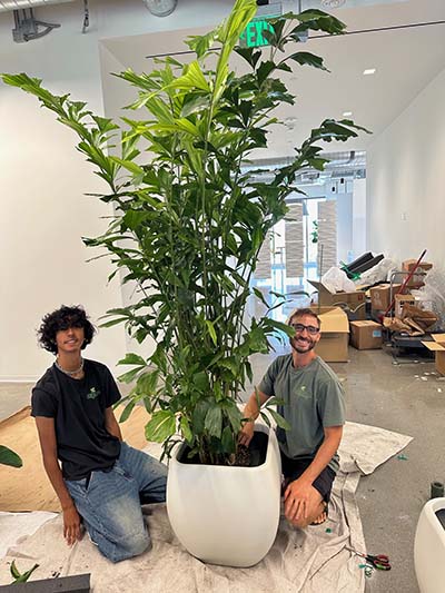 National Indoor Plant Week. Photo of a large indoor plant.