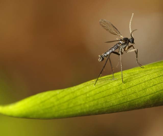 fungus gnats