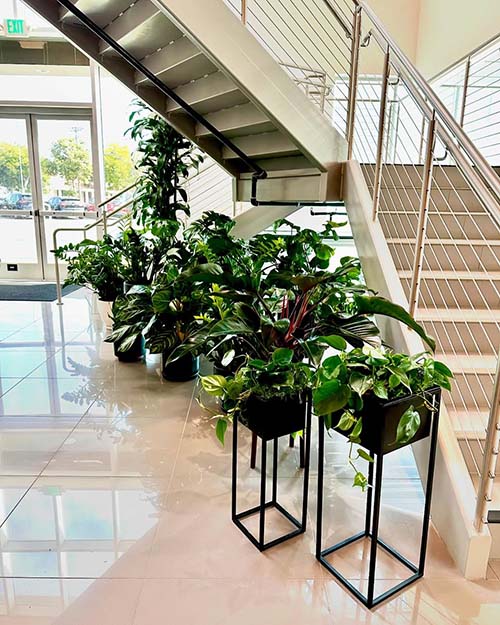 indoor plants for office spaces