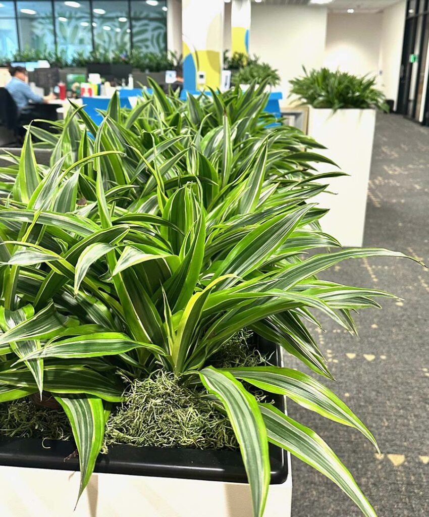 professional interior plant services