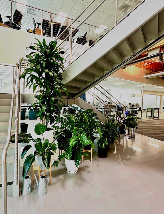 professional interior plant care