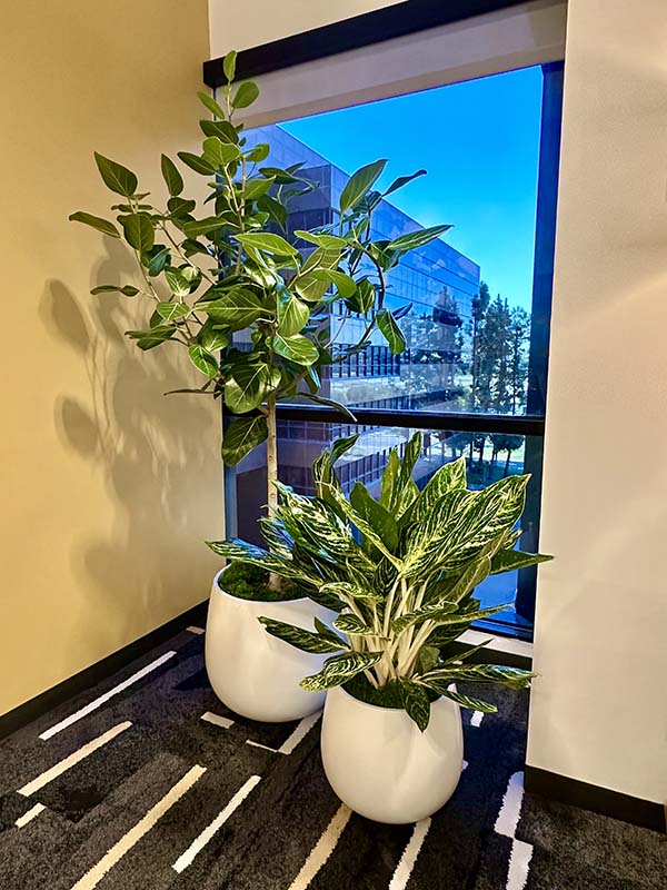 tall indoor plants