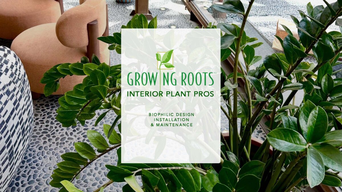 Interior plant professionals. Biophlic design, installation and maintenance.