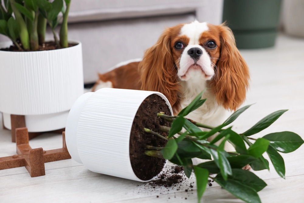 pet-safe-plants