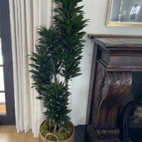 Compacta - Indoor plant, professional plantcare