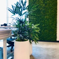 Living wall, greenwall, interior wall plants.