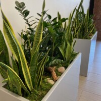 combining interior plants, Sanseveria, decorative plant containers