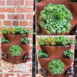 wall plants, pottery
