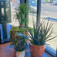 recommended indoor plants commercial property