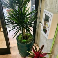 plants in government buildings