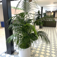 indoor plant rentals