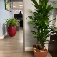indoor trees, office plants