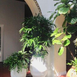 outdoor potted plants, professional plant arrangement