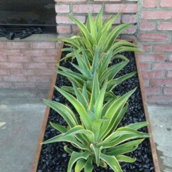 outdoor potted plants, professional plantcare. Long Beach, Thousand Oaks