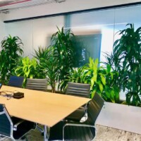 interior plants for a conference room, professional installation